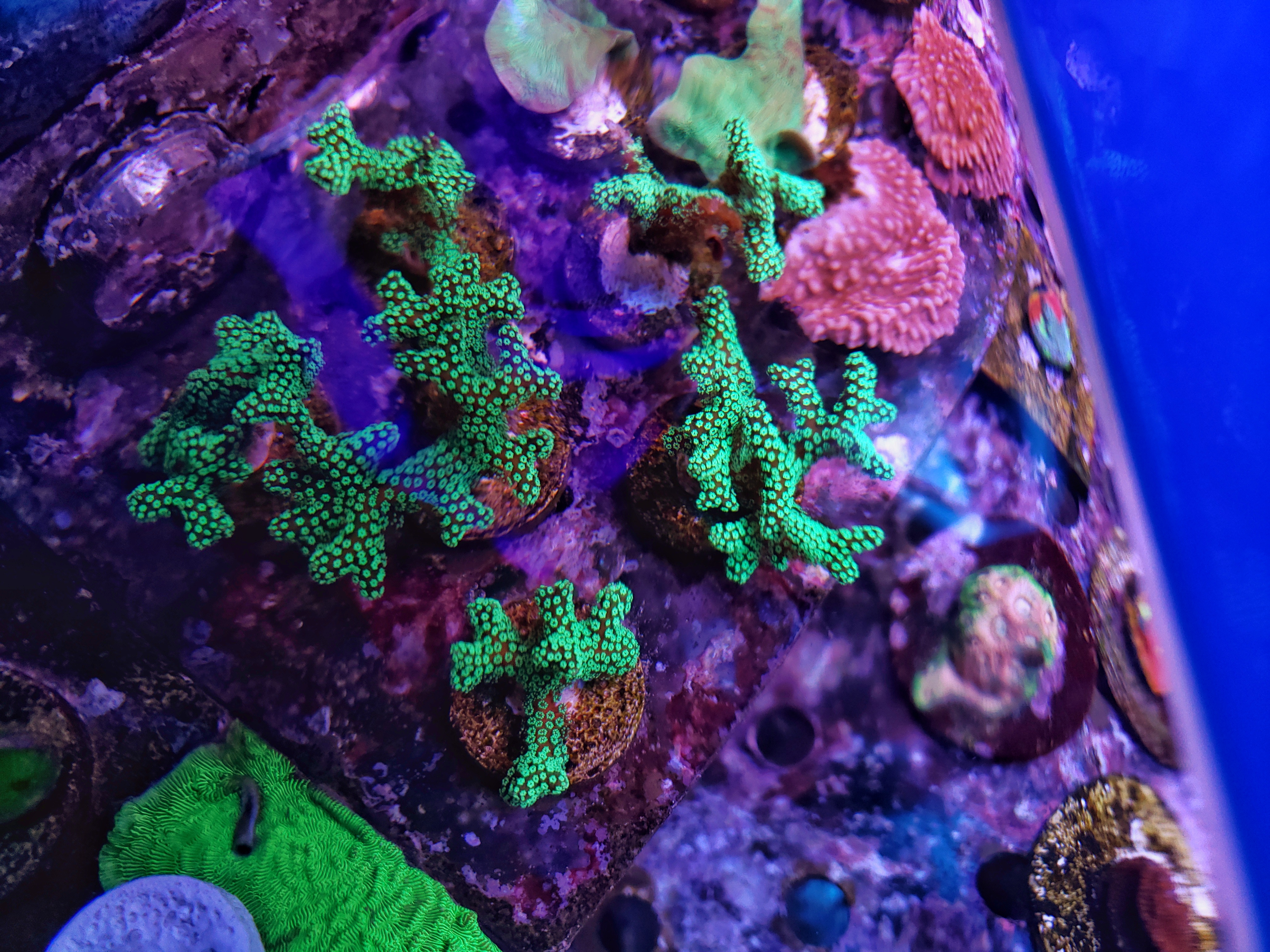 Coral - Frags for sale or trade