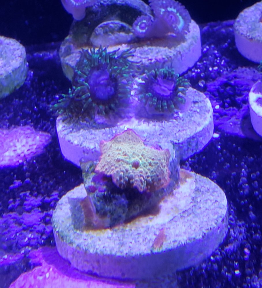 Zoa pack + Jawbreaker