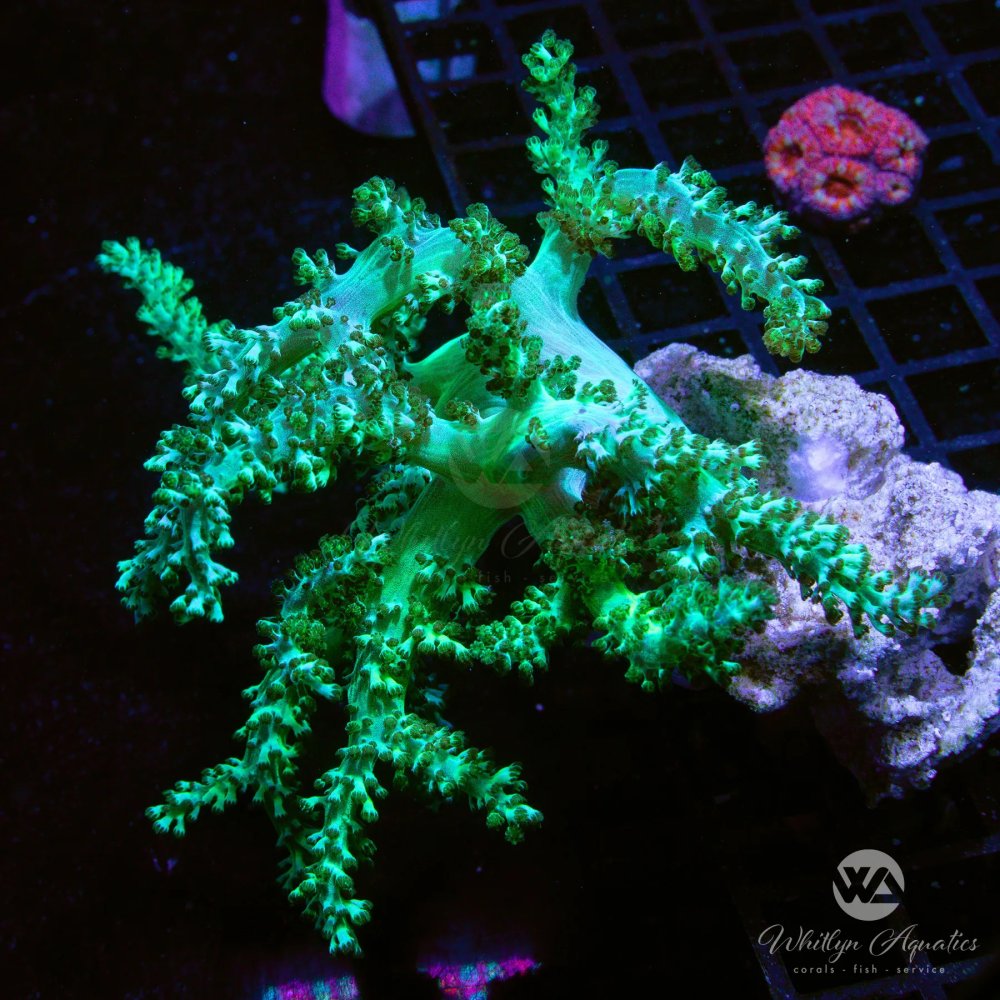 CoralAuction51.jpg