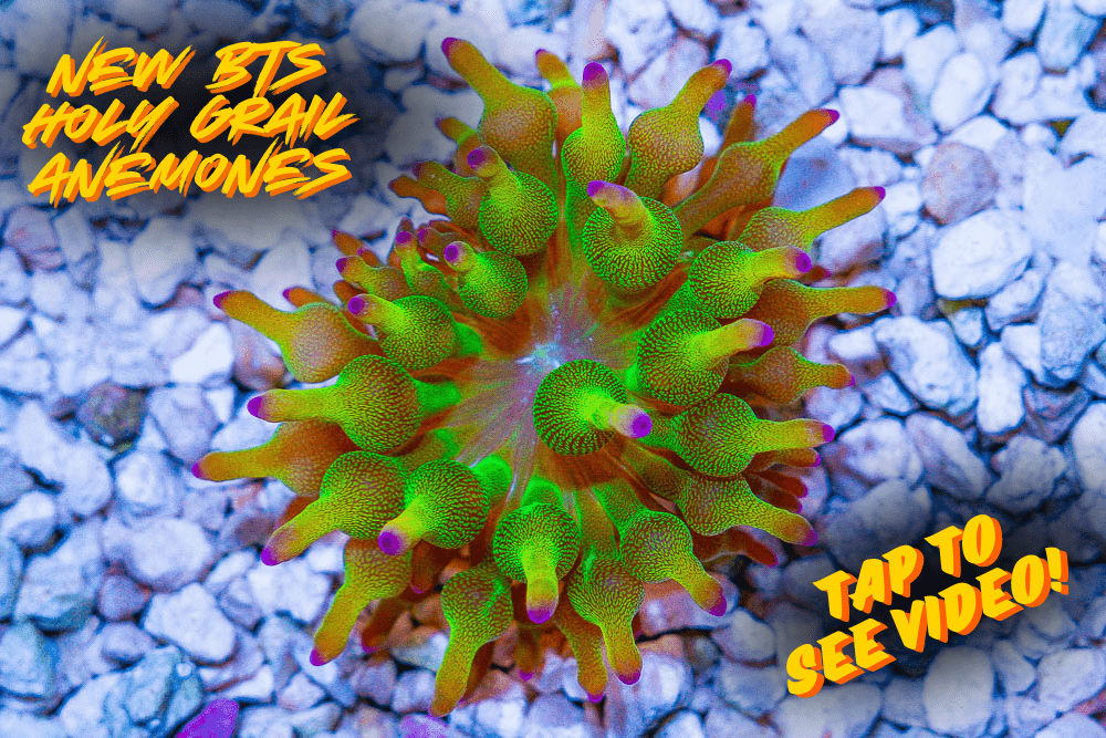 NEW BTS HOLY GRAIL ANEMONES.png