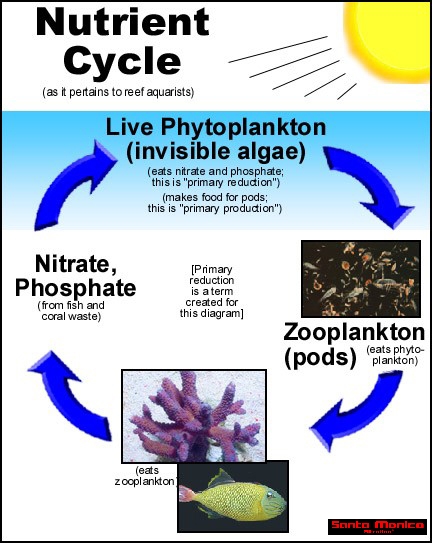 nutrient cycle.jpg