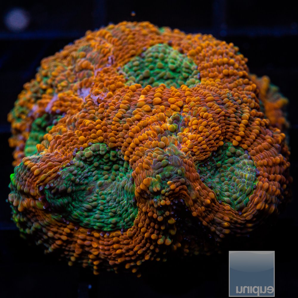 U Orange Echinata 49 35.JPG