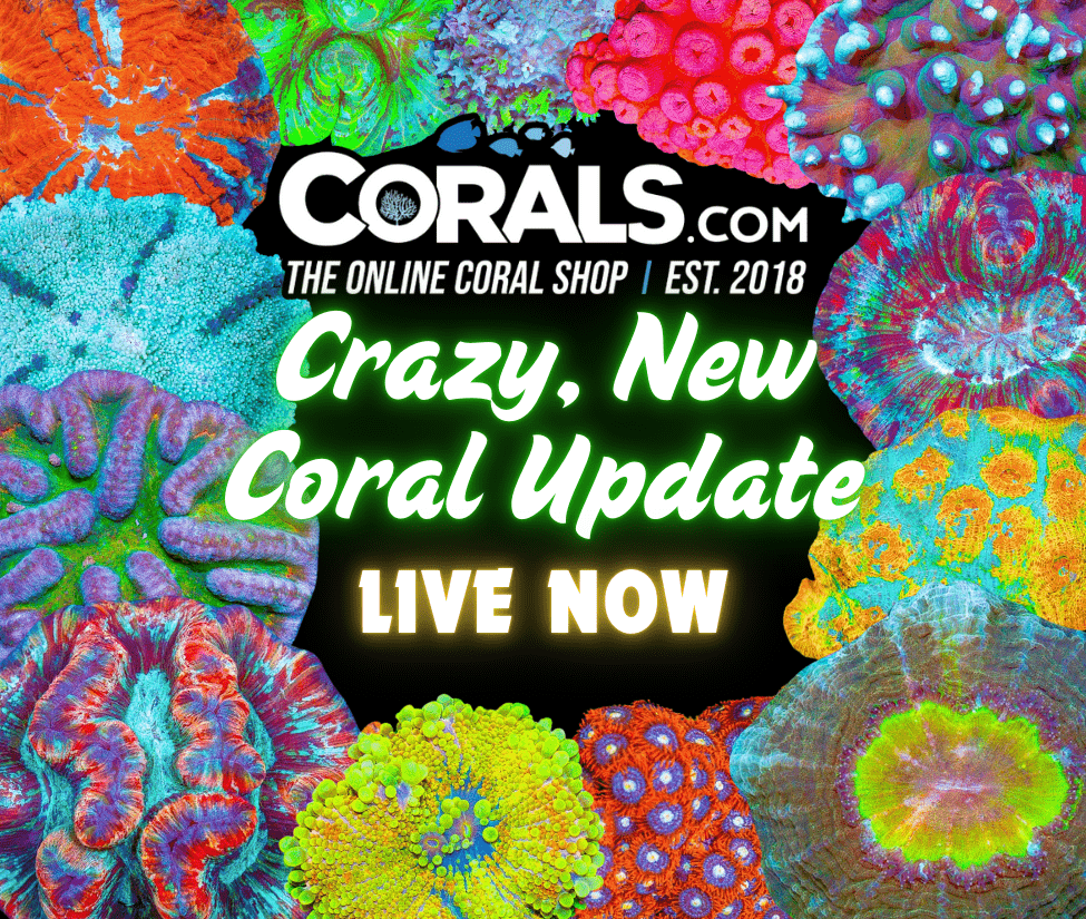 New Corals 3.3.png