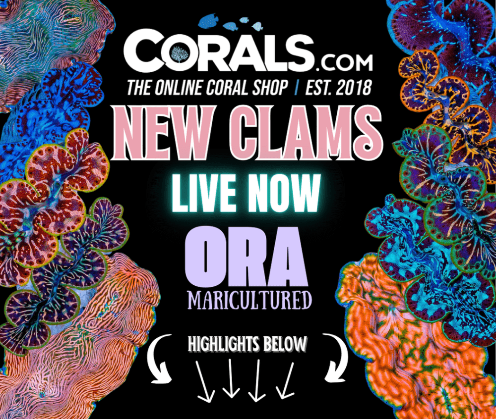 new corals 12.13.png