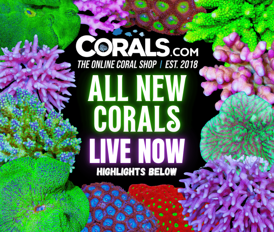 new corals 11.12.png