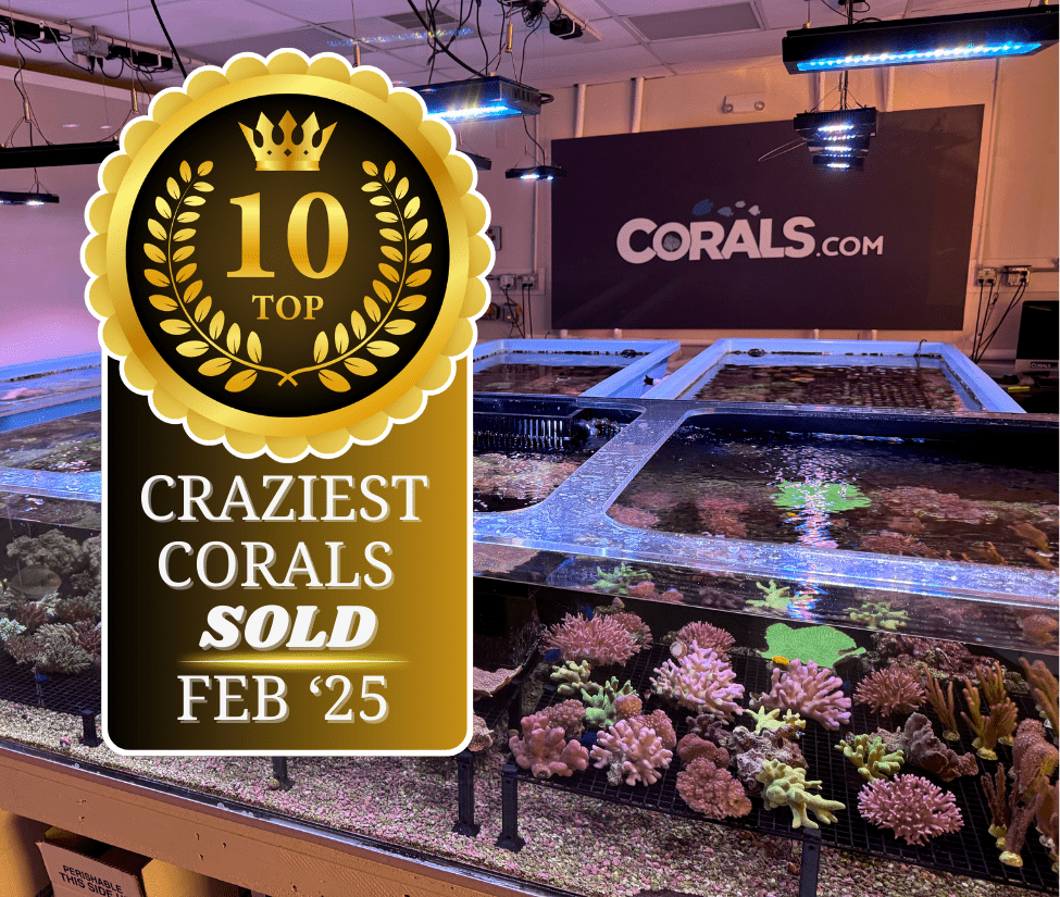 Top 10 Corals FEB 2025.png