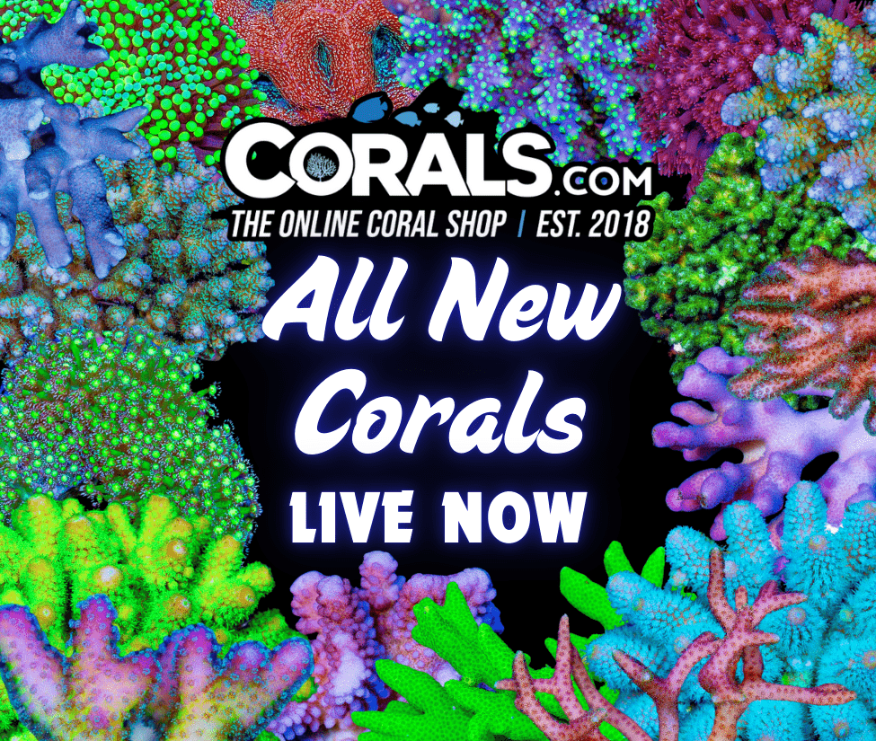 New Corals 2.11.png