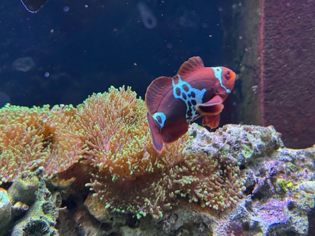 Clownfish.jpg