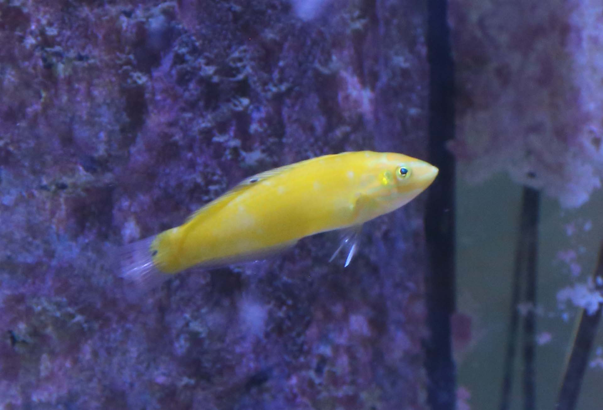 Yellow Wrasse.jpg