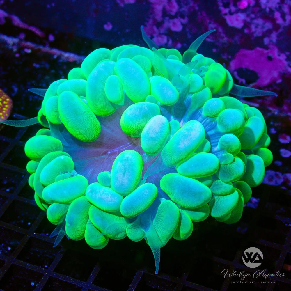 CoralAuction56_d2289cc5-616e-4861-8512-75a3b53eb7b5.jpg