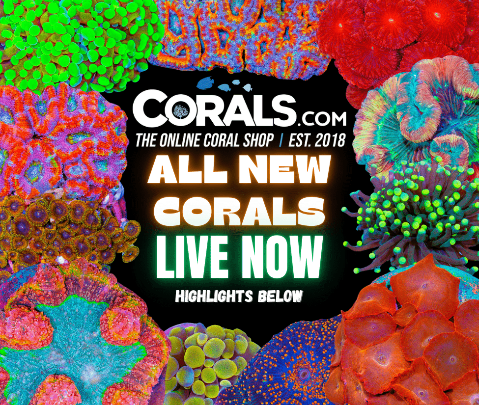 new corals 10.22.png