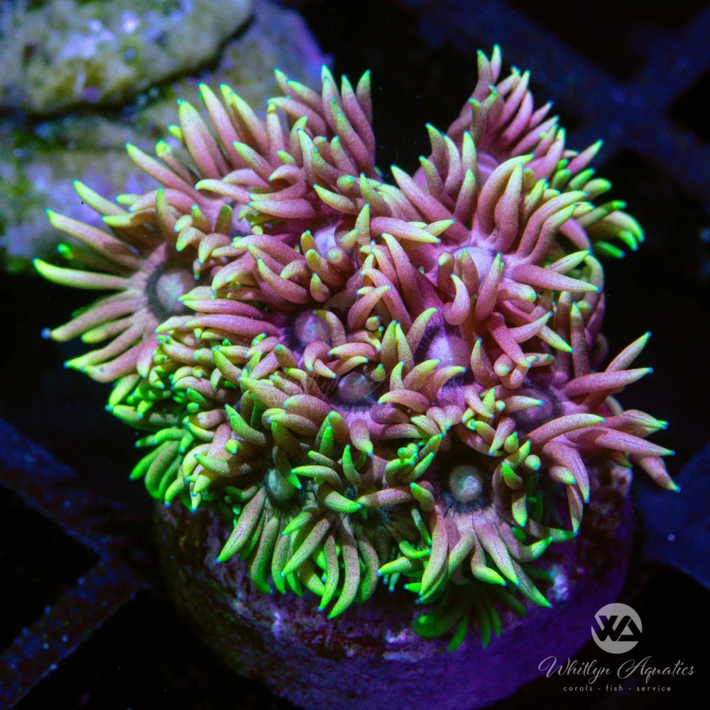 CoralAuction40.jpg