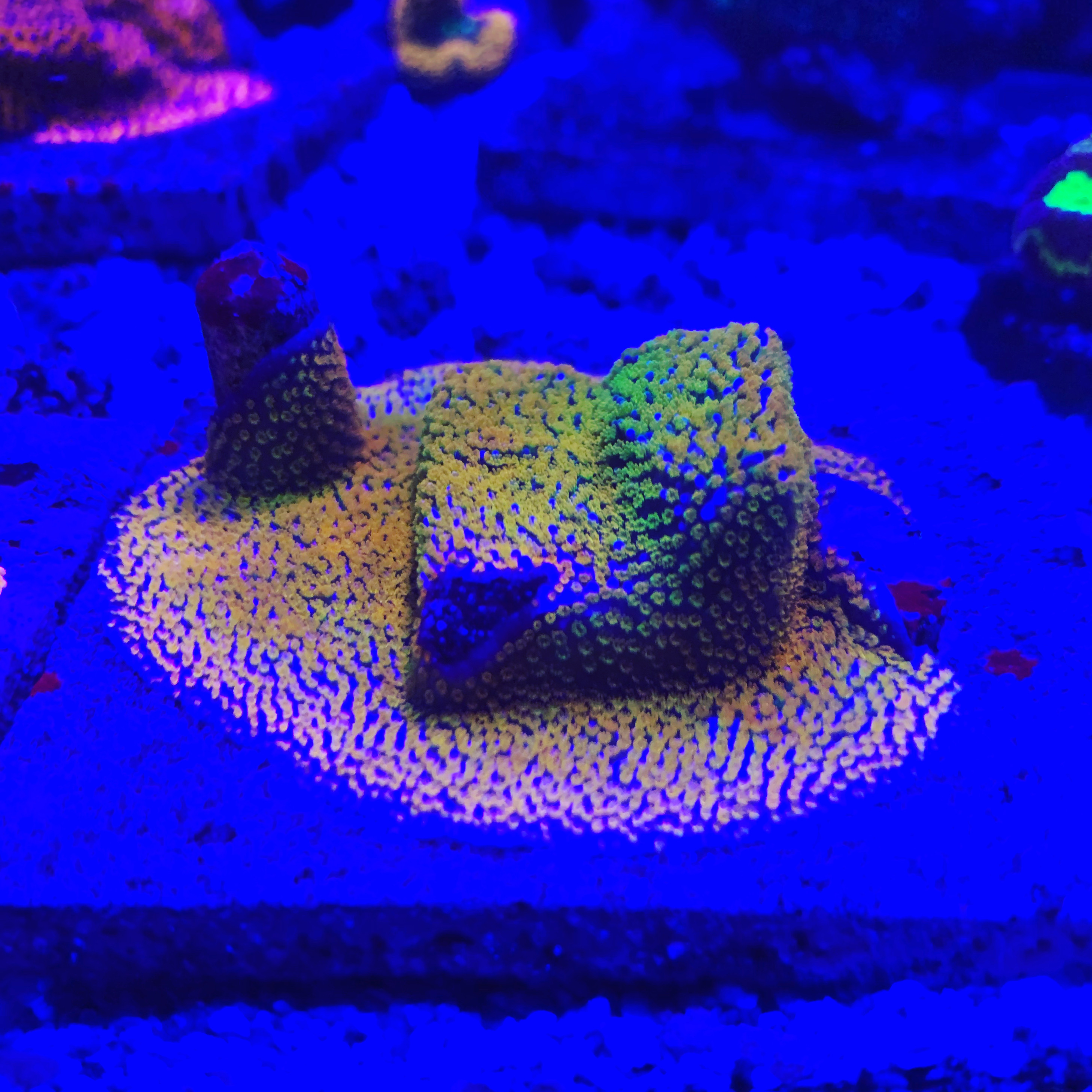 01183D6D-6556-431A-8B14-3A7A158890FD.jpeg
