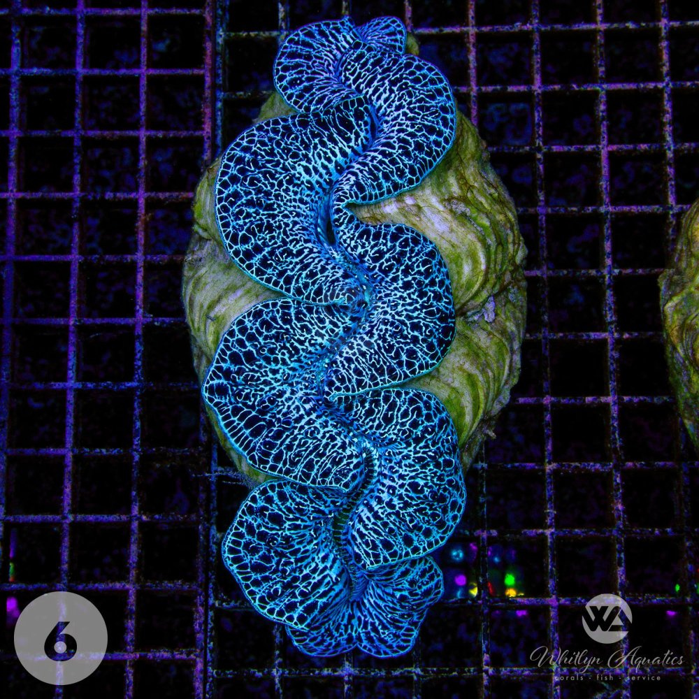 Ultra_Blue_Maxima_Clam6.jpg