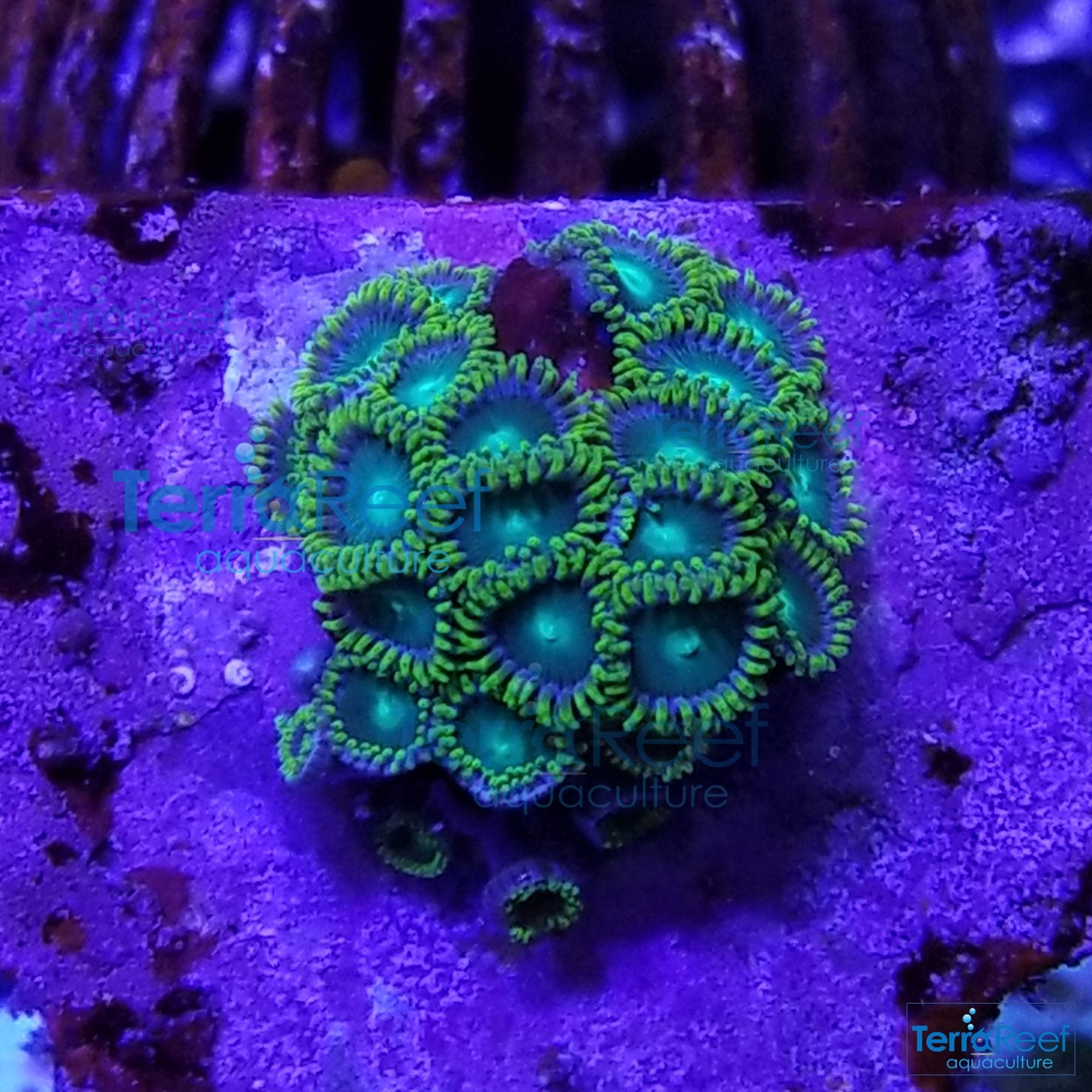 Radioactive-dragon-eyes-Zoanthids-WYSIWYG-Frag-2-2021031.jpg