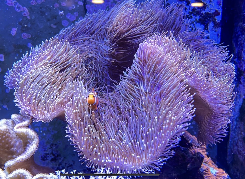 Easy corals f/s leathers gorgonian zoas