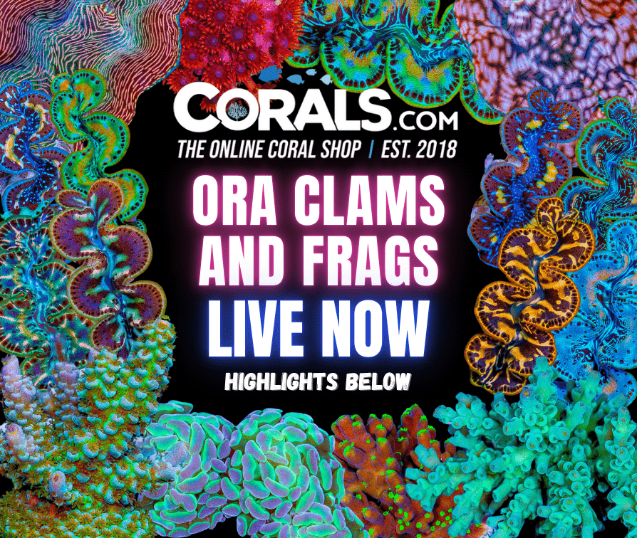 new corals 11.05.png