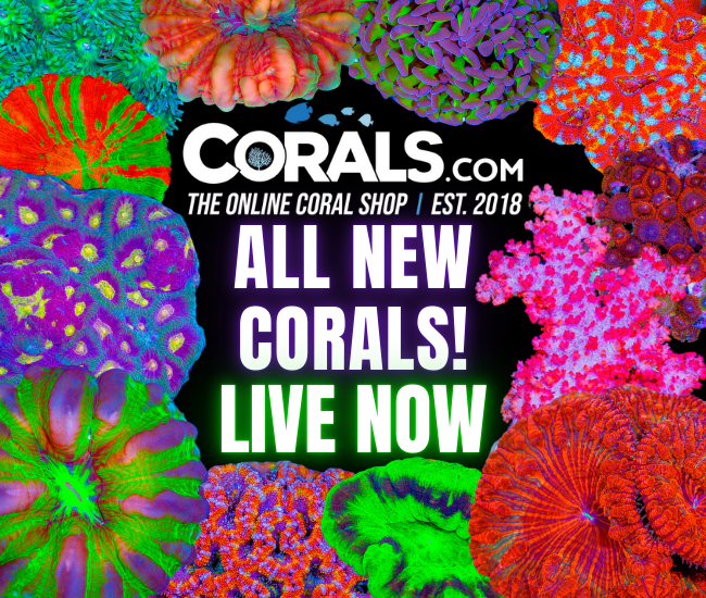 new corals 7.10(1).png