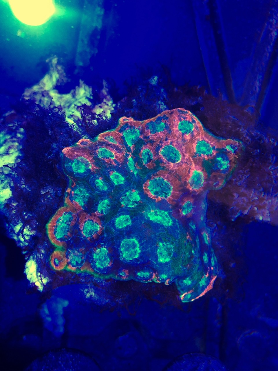 2E76BDF3-C0FE-474E-9DFC-65D1E94F0D08.jpeg