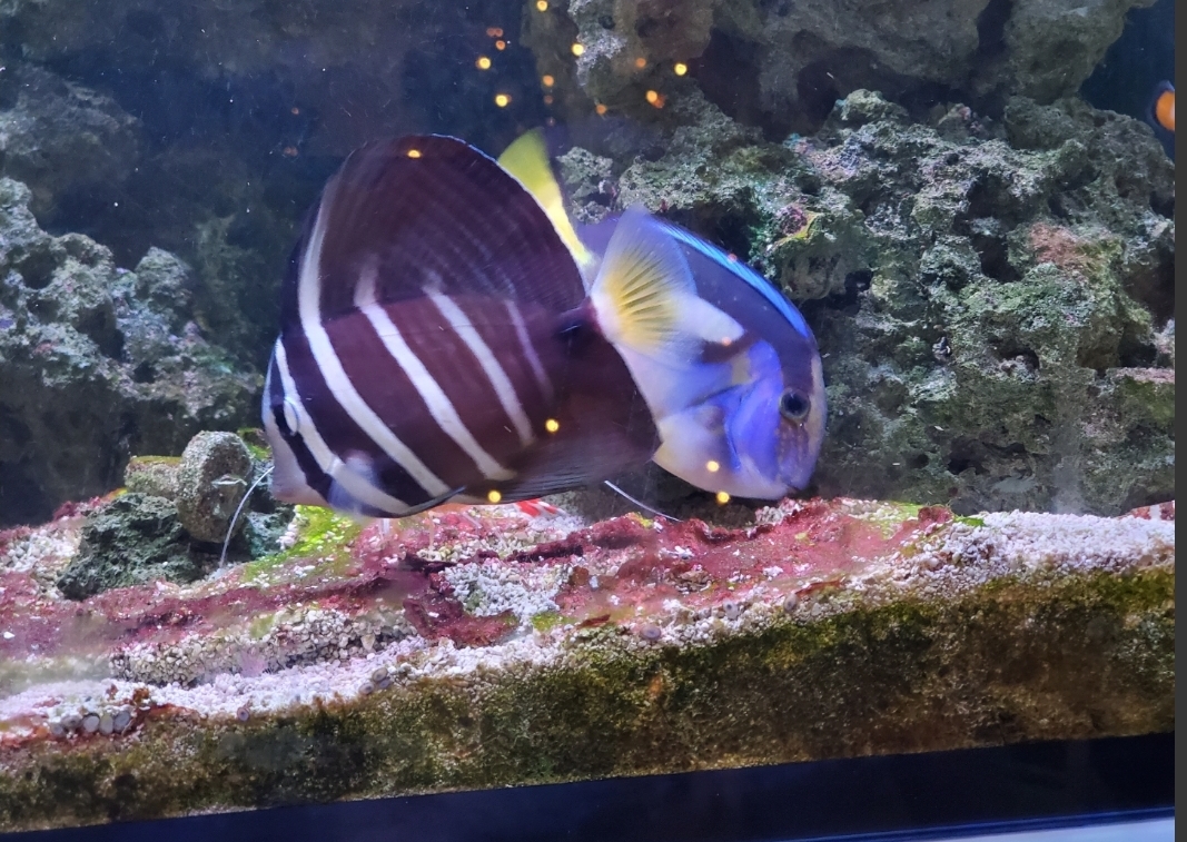 For Sale - Yellow Belly Blue Hippo & Sailfin Tang SOLD