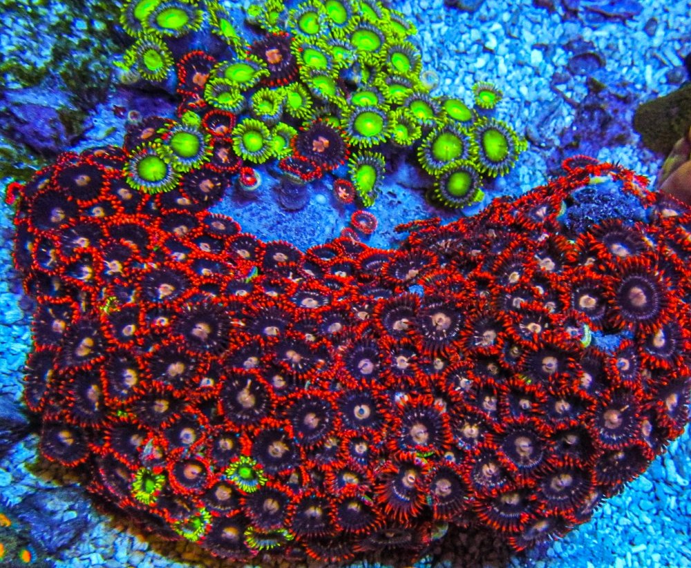 XLG Ultra Zoa Colony_3372.JPG