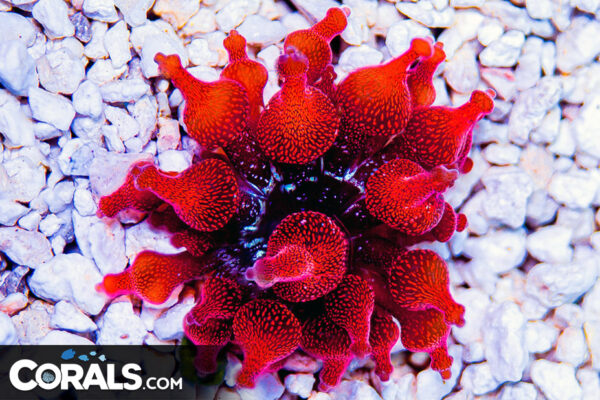 anemone_red-600x400.jpg