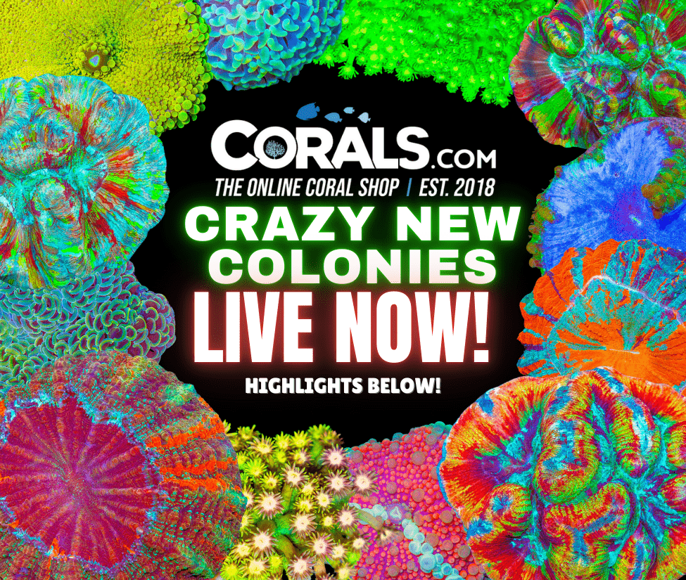 new corals 9.18.png