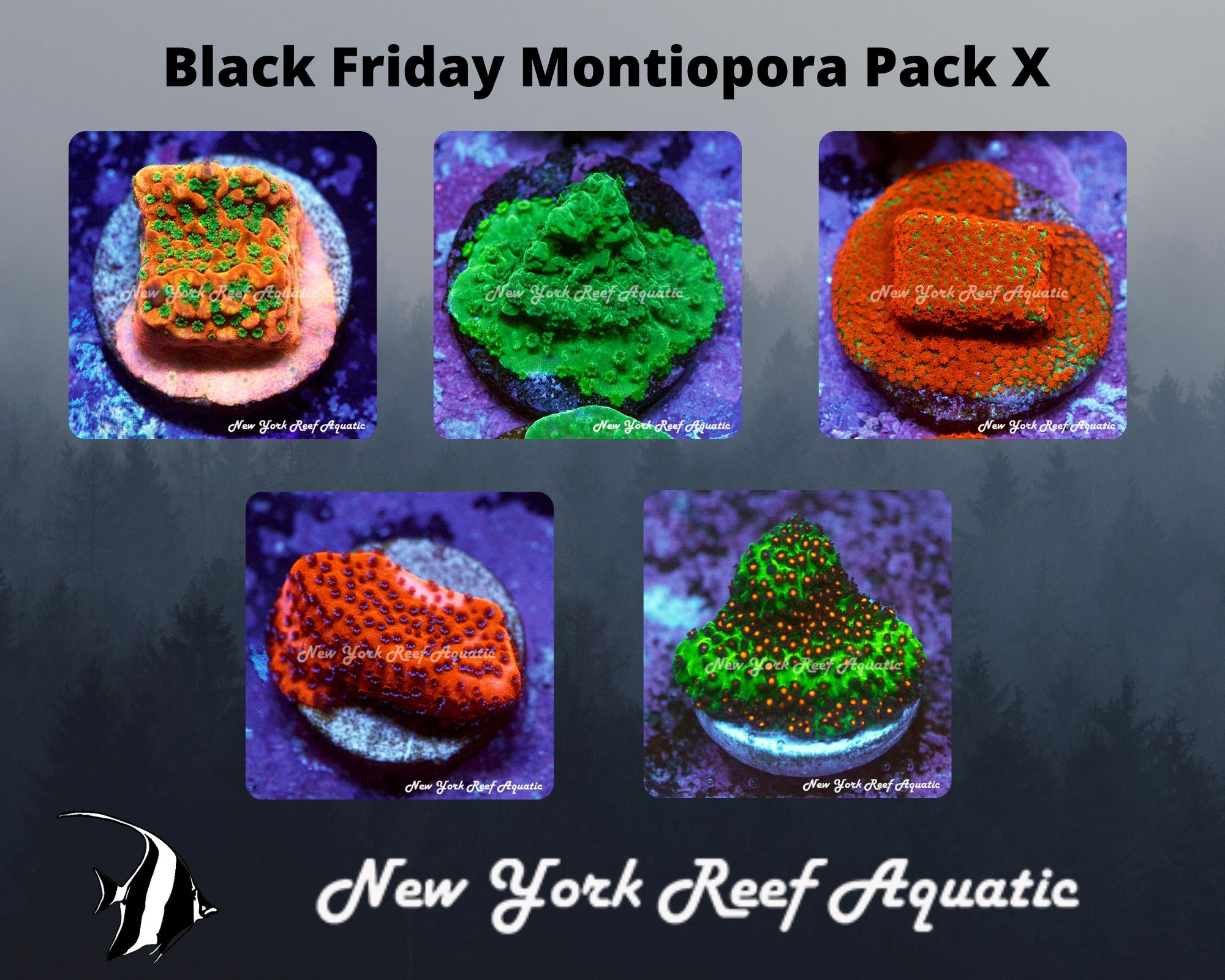 Montiopora Pack X.jpg