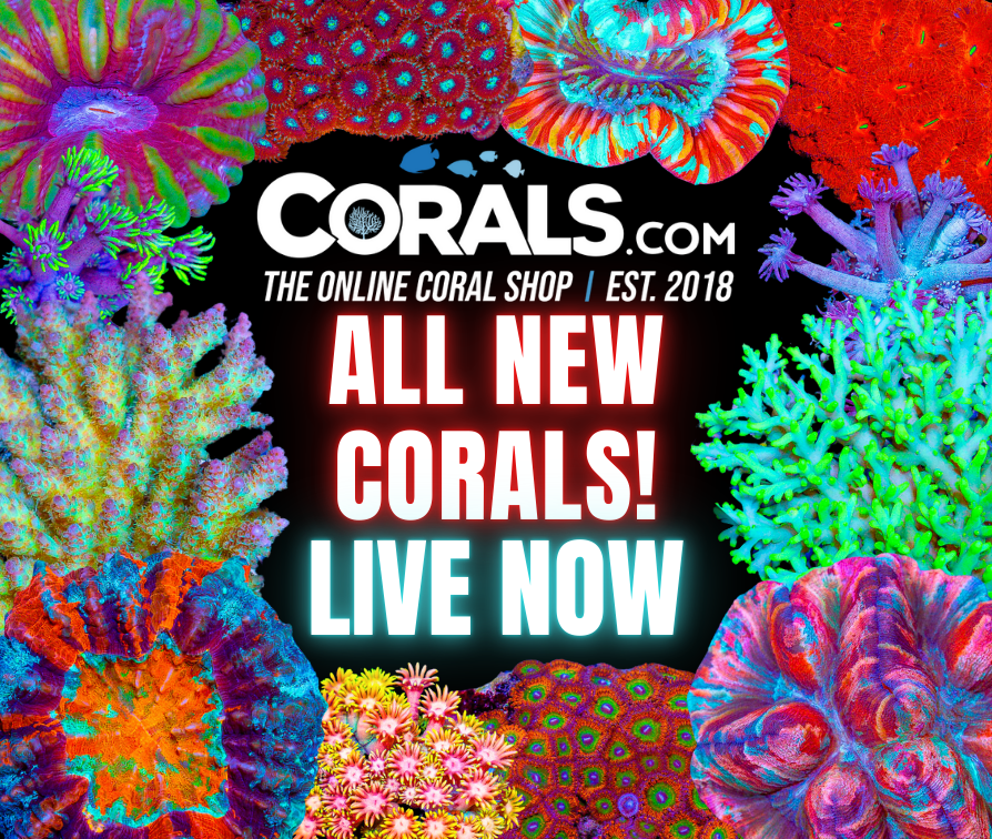 new corals 7.29.png