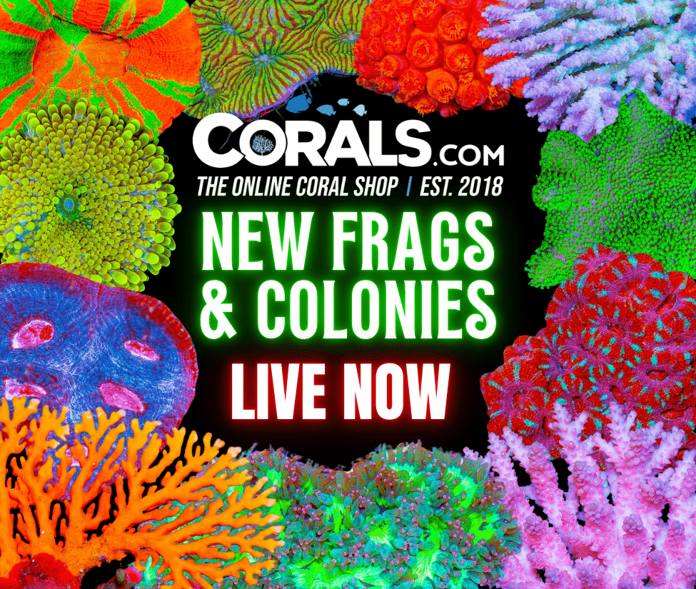 new corals 12.6.png