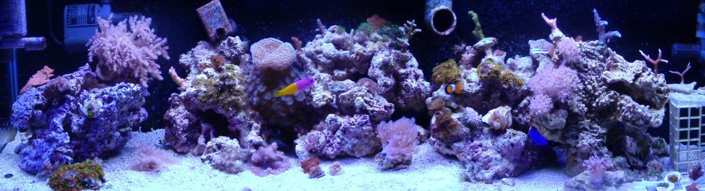 33 long aquarium best sale