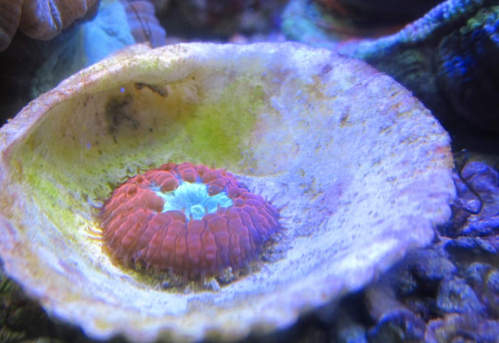 Coral frags