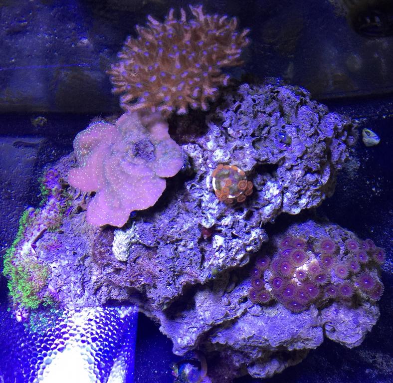 Breaking Down Tank Sale   Coral - Clown Fish