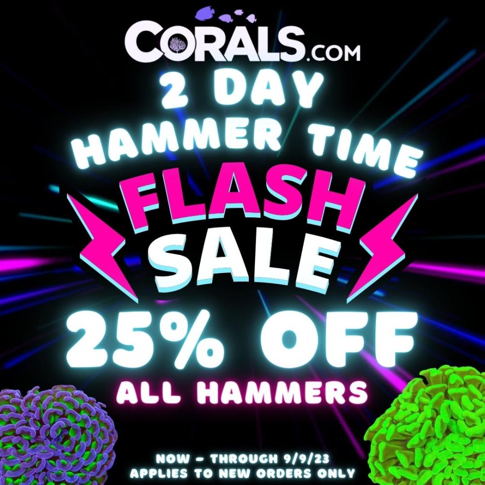 hammer flash sale.jpg