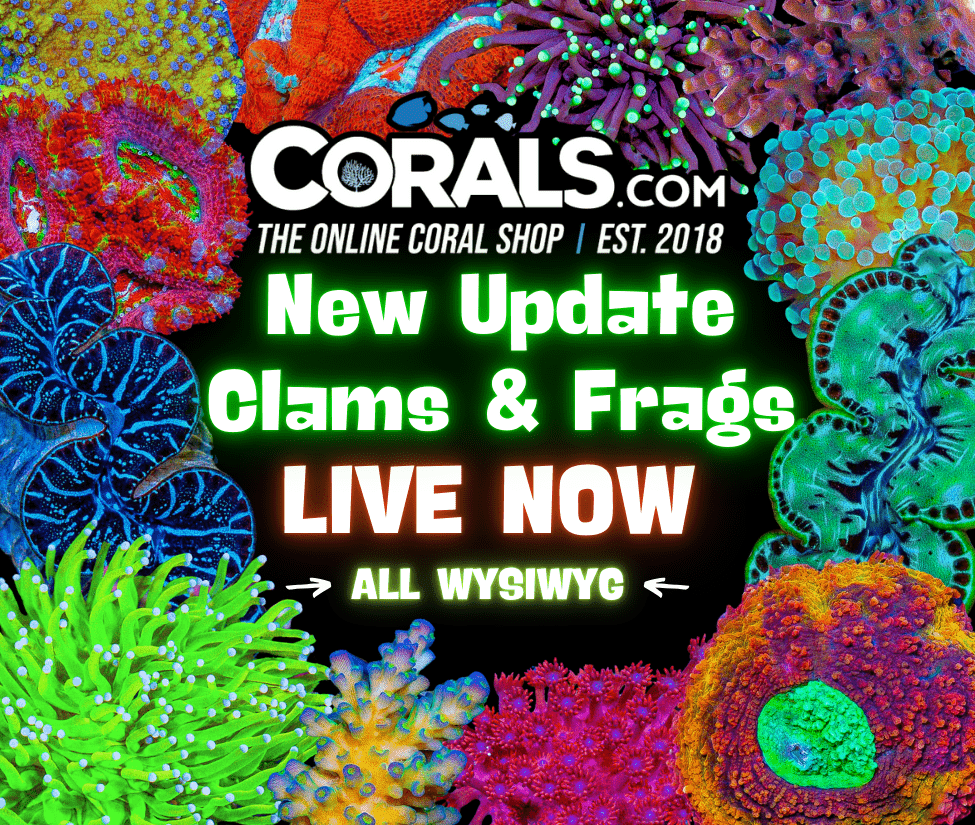 New Corals 3.8(1).png