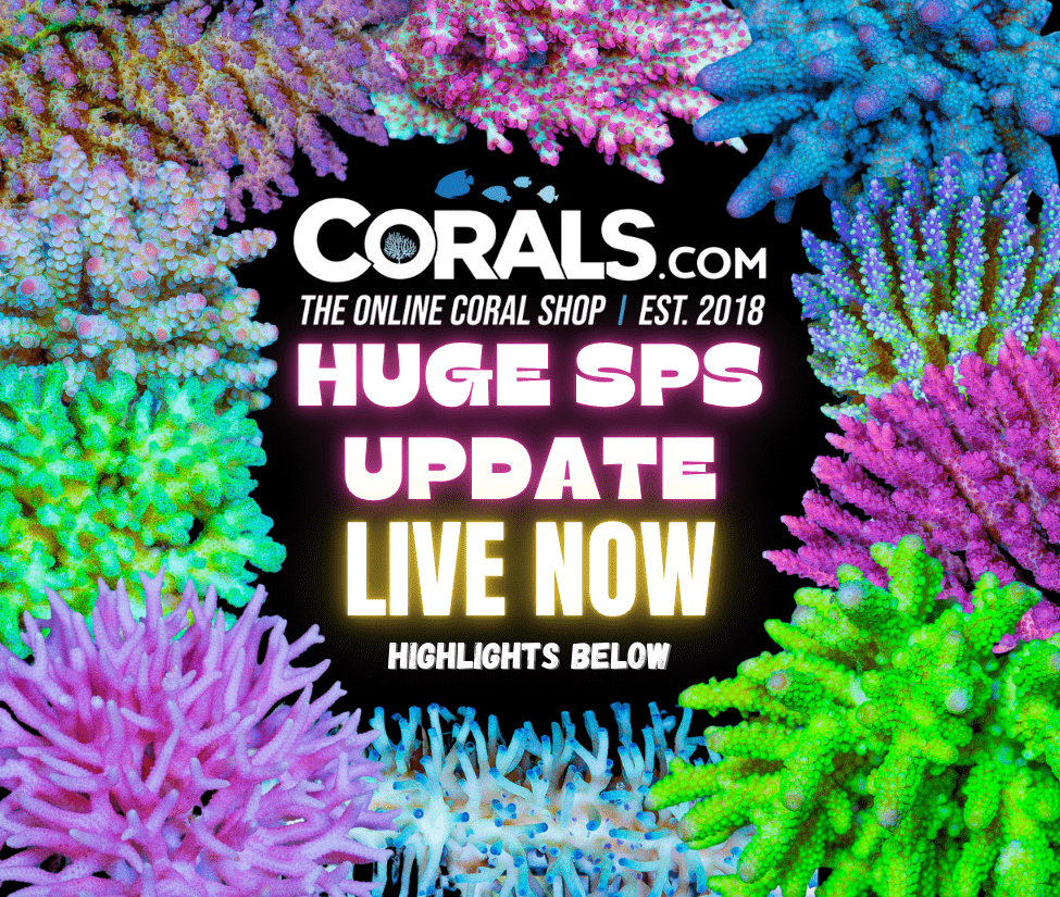 new corals 10.17.png