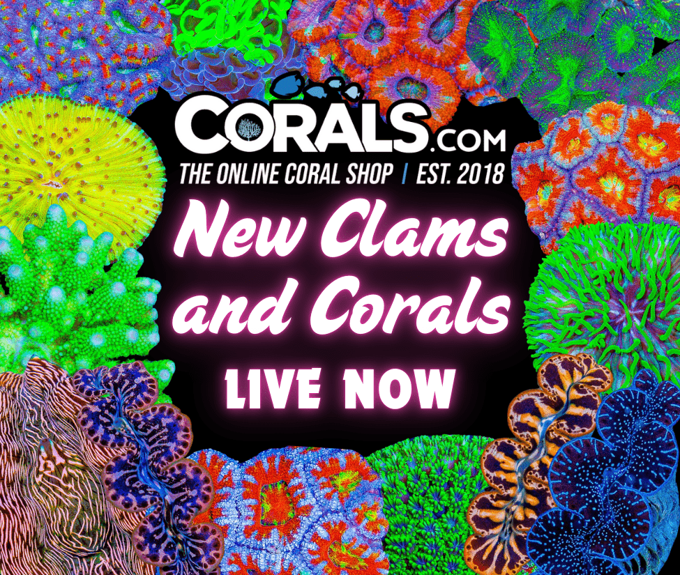 New Corals 2.13.png