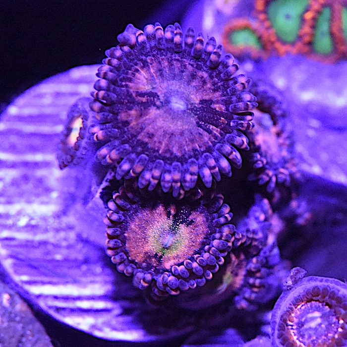 DSC_2773.JPG