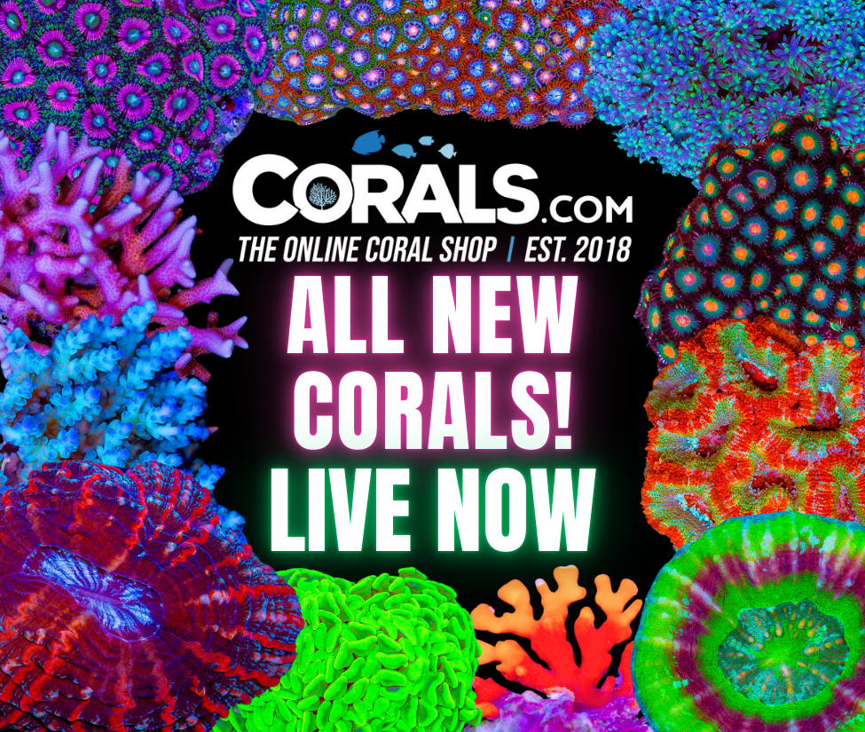 new corals 8.6(5).png