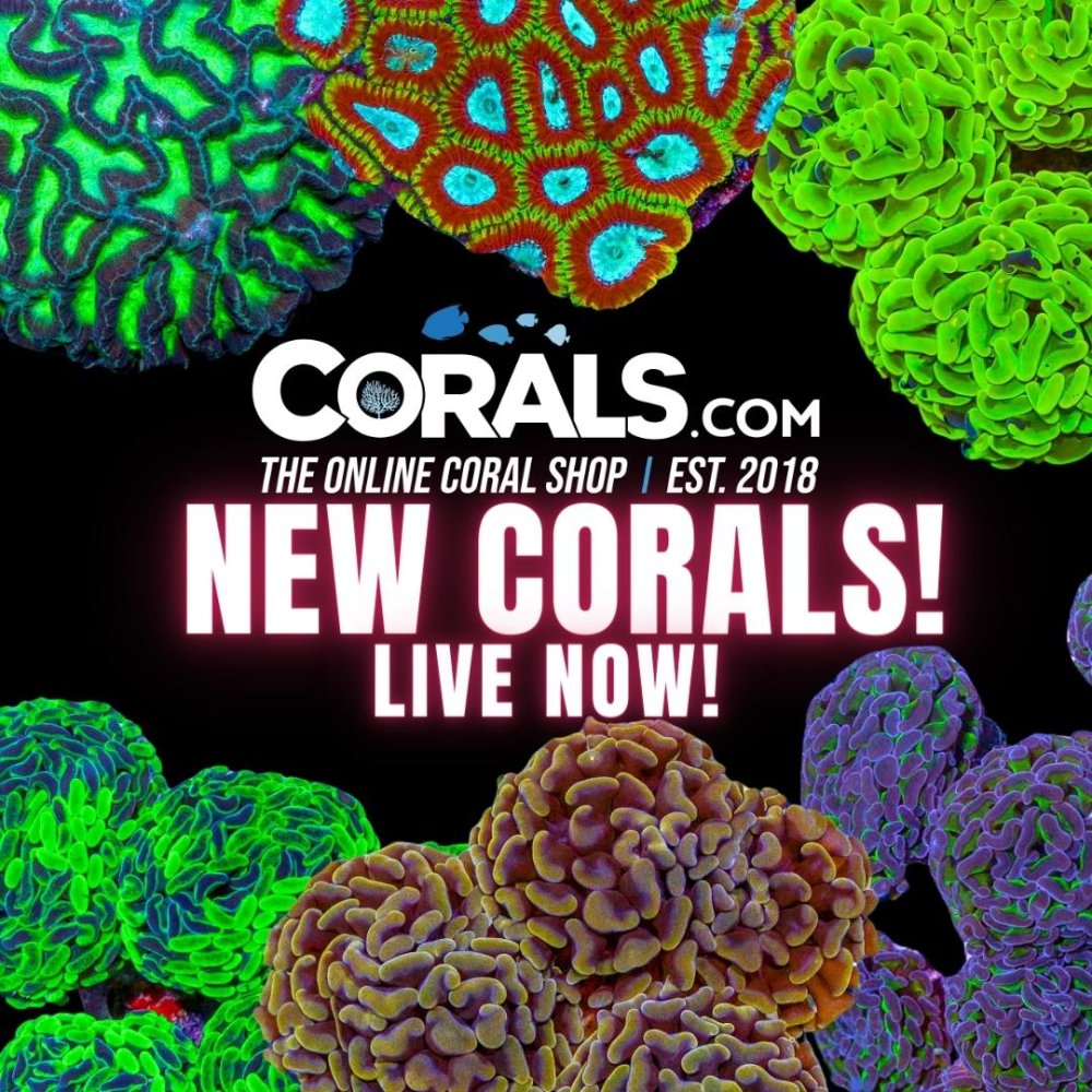 Copy of new corals(2).jpg