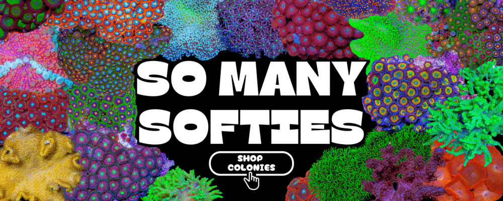 soft coral colonies(3).png