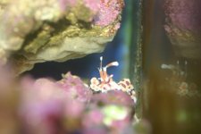 CORAL UPDATE@ 002.jpg