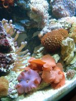 New tank pics 003.jpg