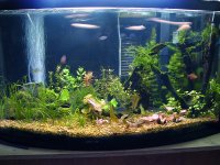 Planted tank 46 week 2 014.jpg