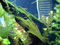 Planted tank 46 week 2 002.jpg