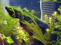 Planted tank 46 week 2 011.jpg