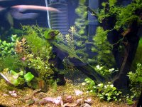 Planted tank 46 week 2 012.jpg