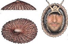 limpet.jpg