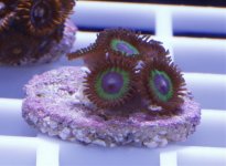 green zoas.jpg