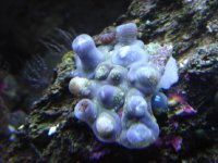 unhappy zoas.JPG